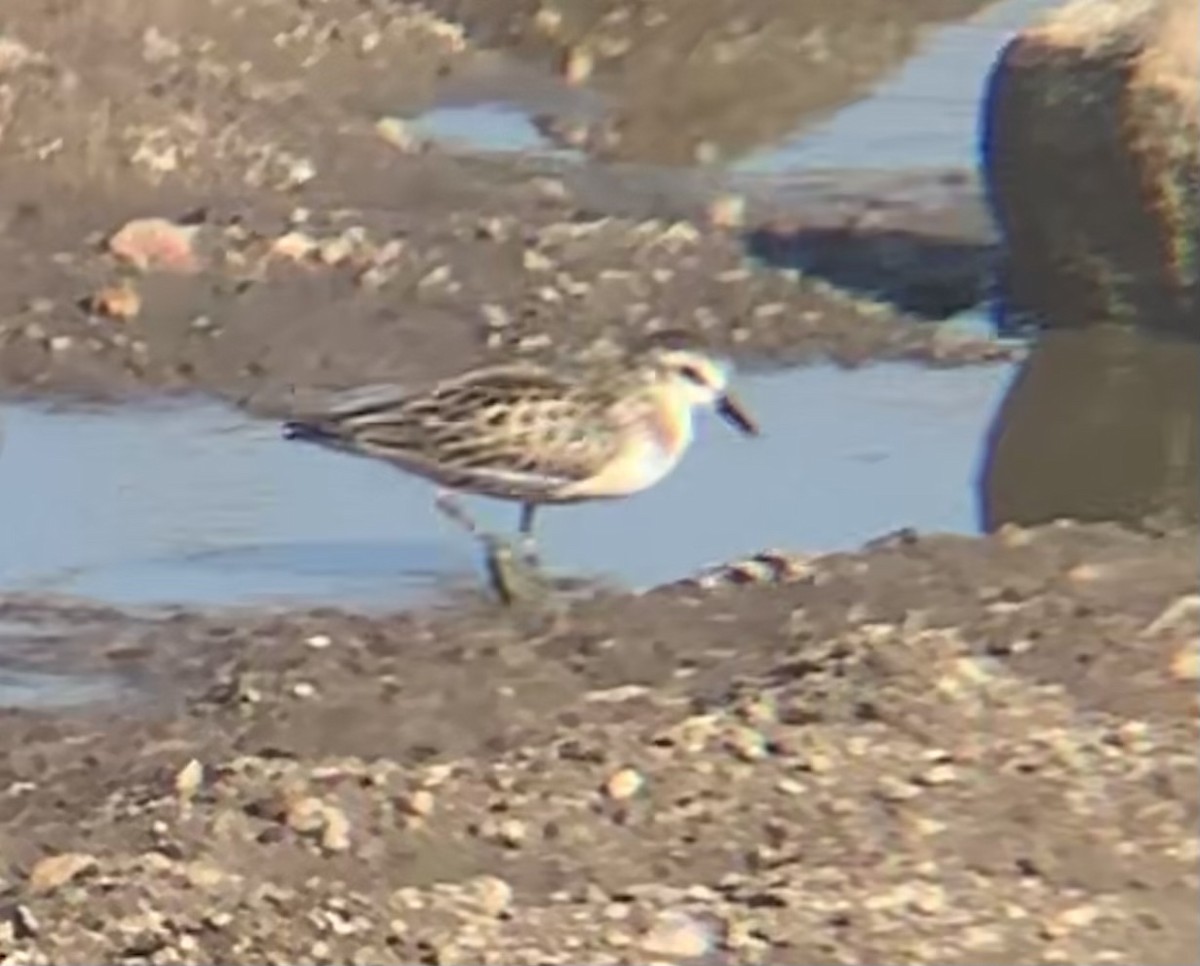 Semipalmated Sandpiper - ML483201291