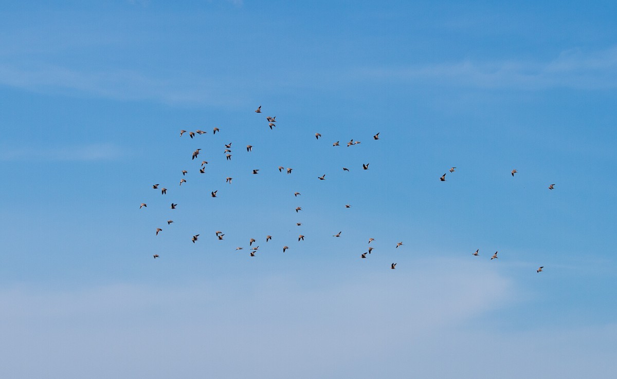 Chestnut-bellied Sandgrouse - ML483202551