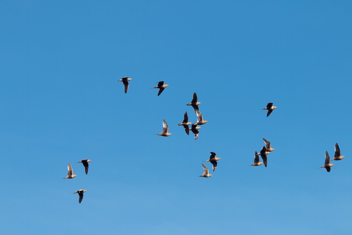 Chestnut-bellied Sandgrouse - ML483202561
