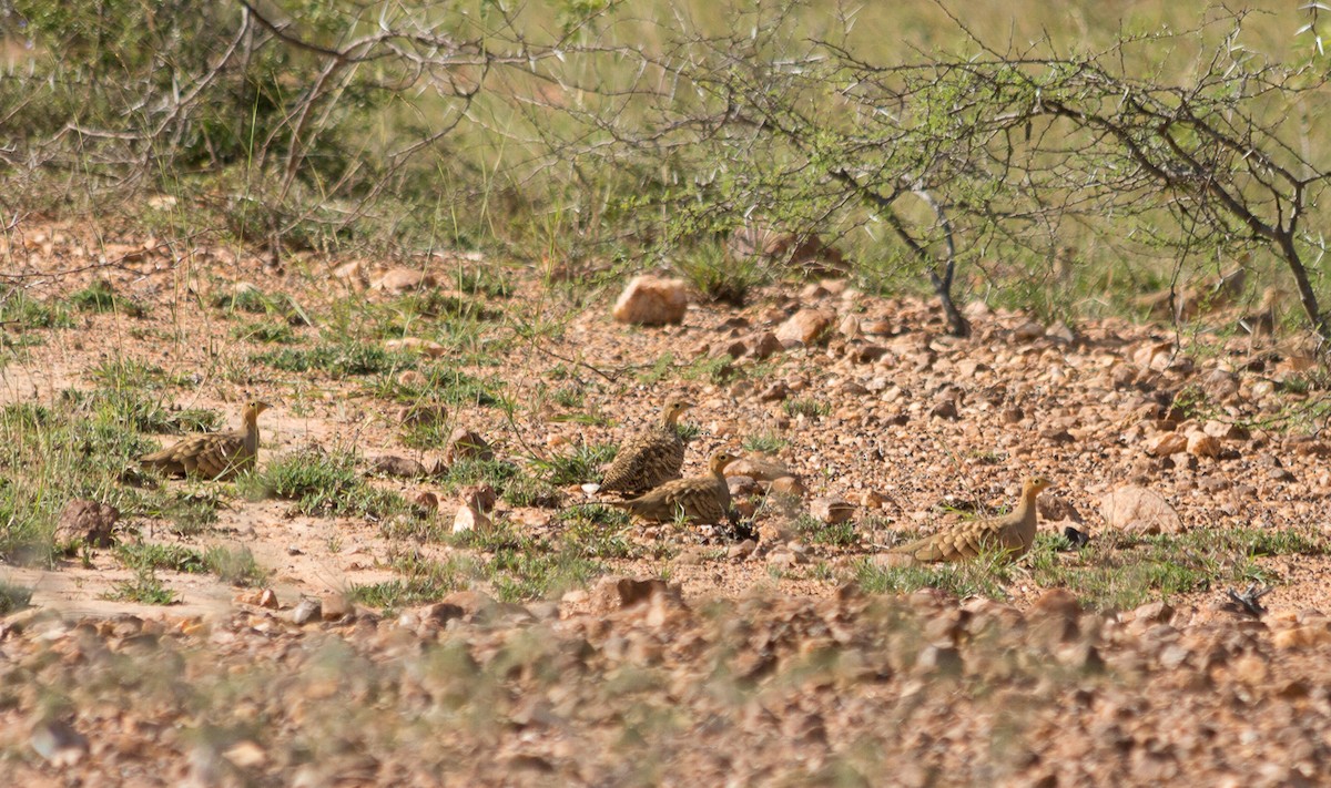 Chestnut-bellied Sandgrouse - ML483202571