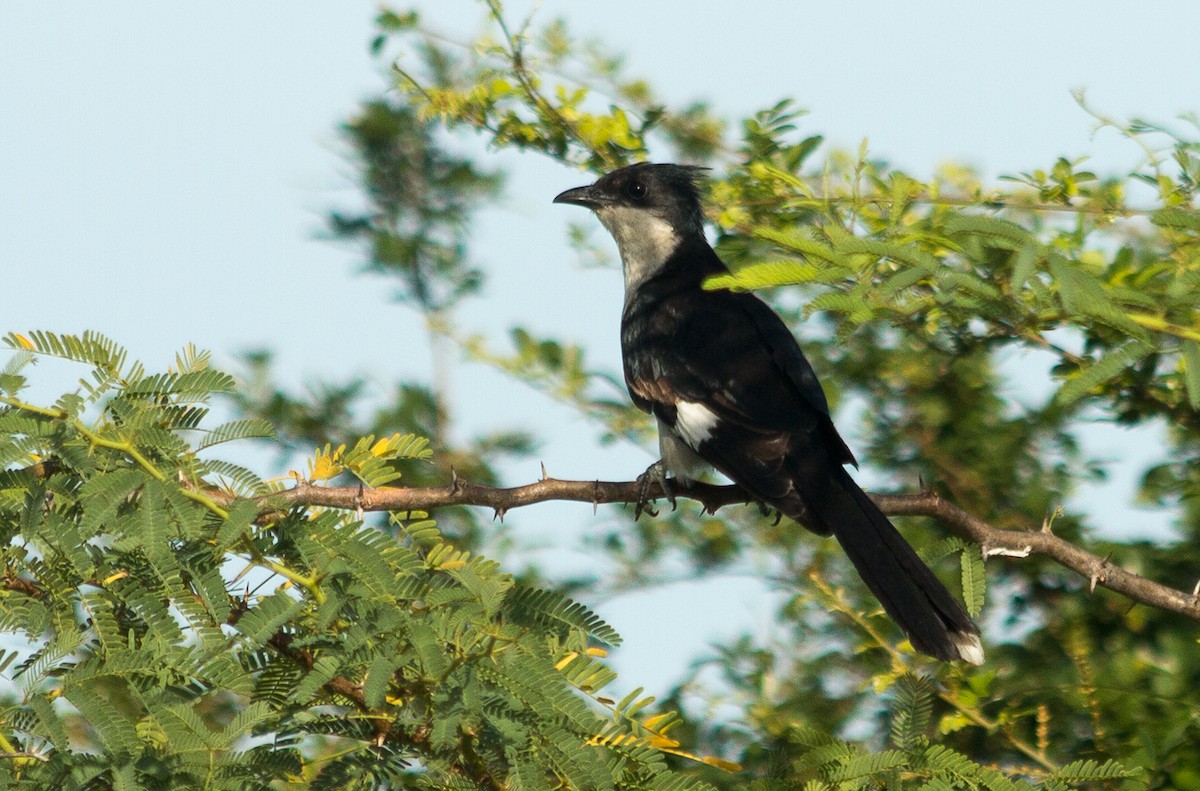 Pied Cuckoo - ML483202741