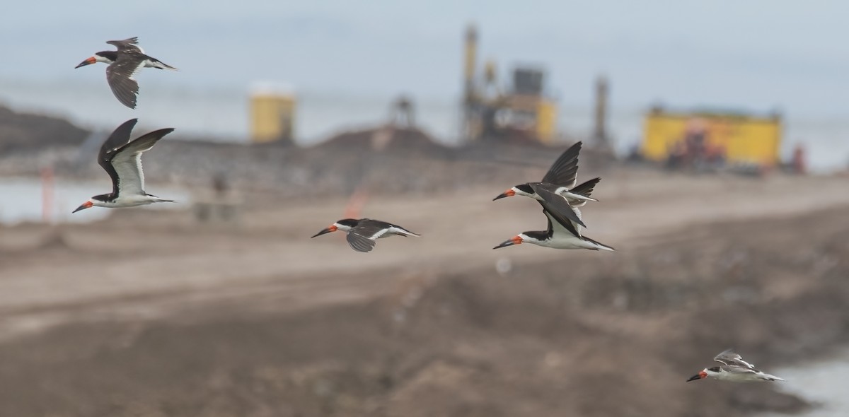 Black Skimmer - ML483203611