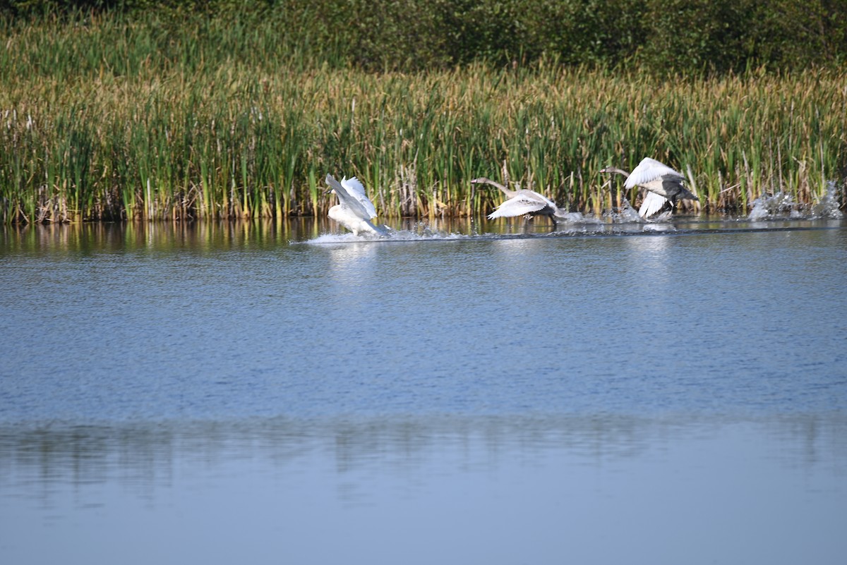 Cisne Trompetero - ML483203891