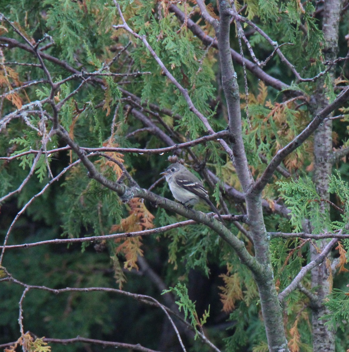 Least Flycatcher - ML483204011