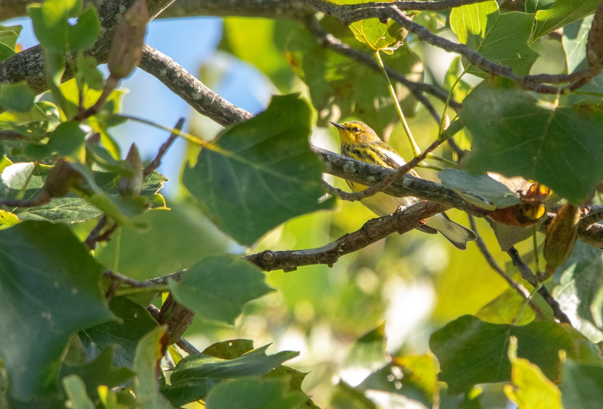 Cape May Warbler - ML483204511