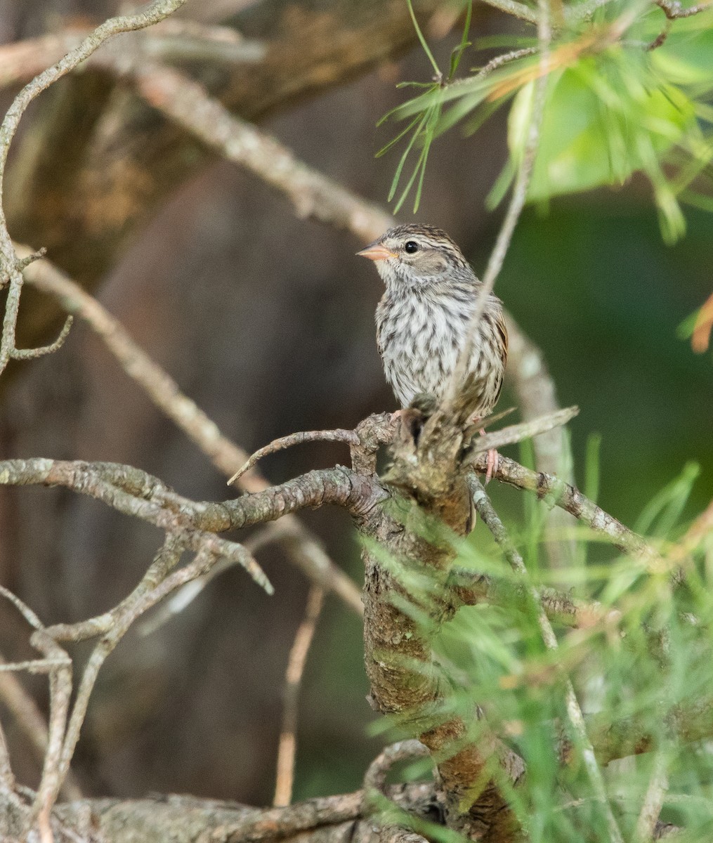 Chipping Sparrow - ML483205001