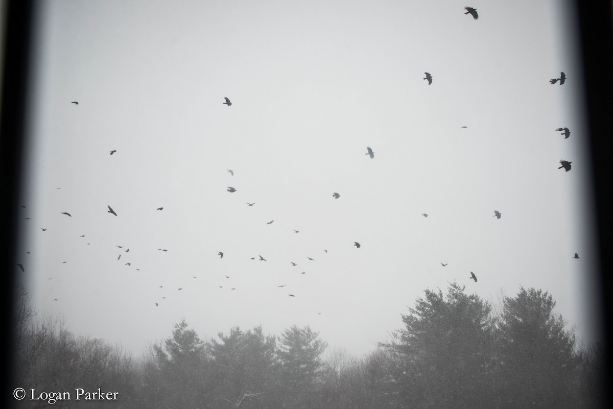 American Crow - ML48320511