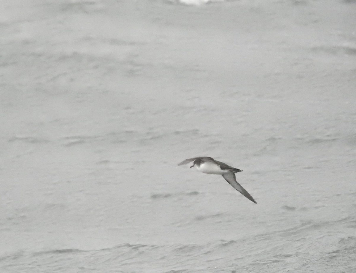 Manx Shearwater - ML483205391