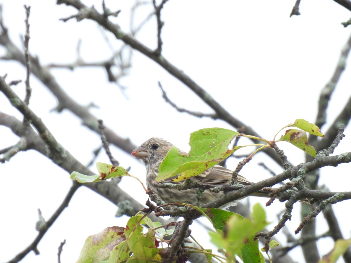 House Finch - ML483206561