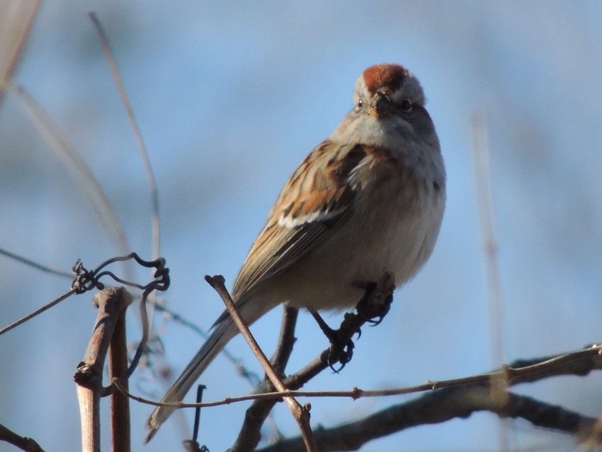 American Tree Sparrow - ML48320791