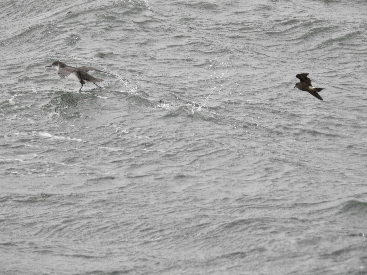 Manx Shearwater - ML483208281