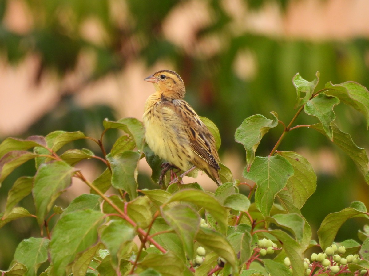 bobolink - ML483209521