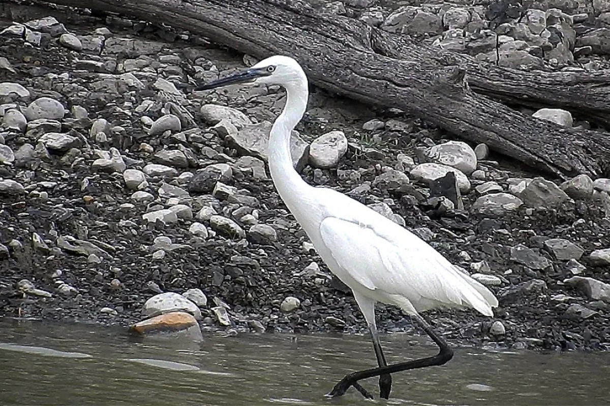 Reddish Egret - ML483209781