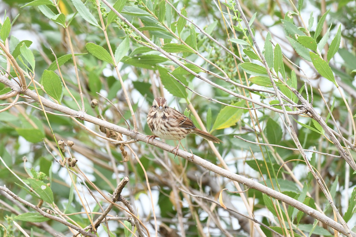 Song Sparrow - ML483211471