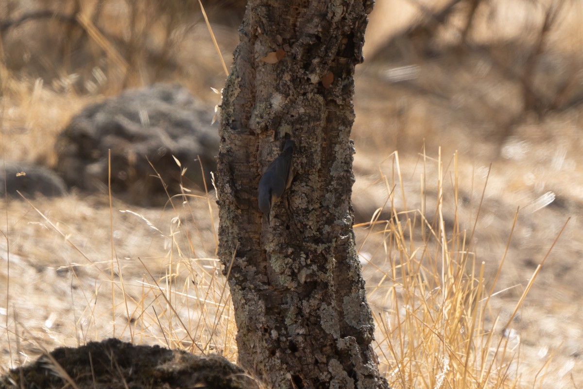 Eurasian Nuthatch - ML483212731