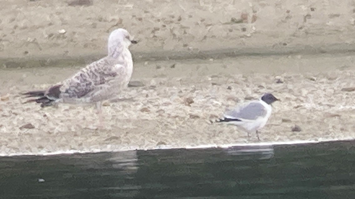 Sabine's Gull - ML483213351