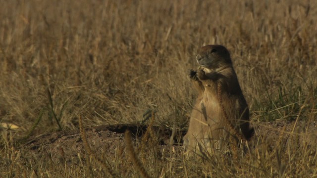 Arizona black-tailed prairie dog - ML483214