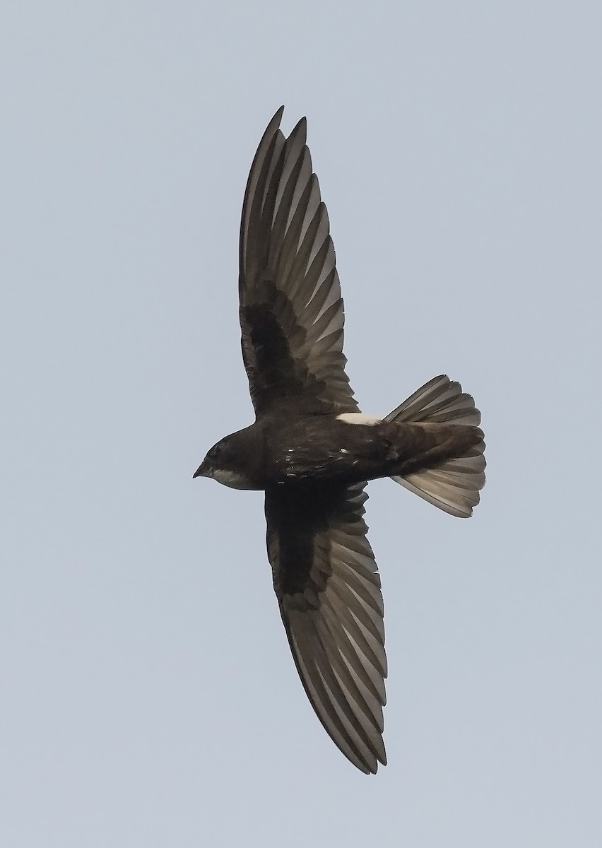 Little Swift - ML483215491