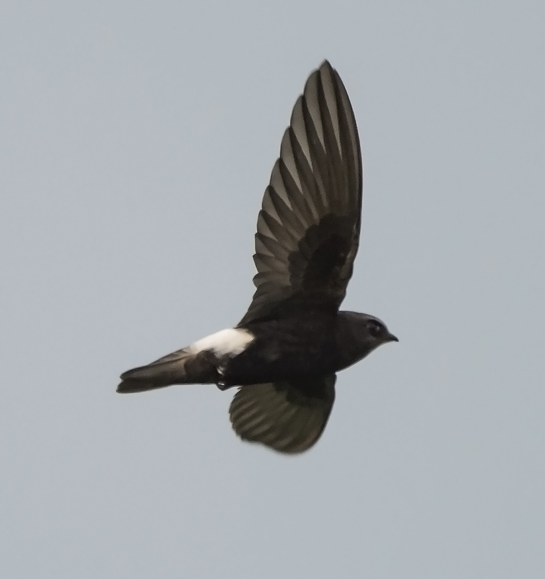 Little Swift - ML483215511