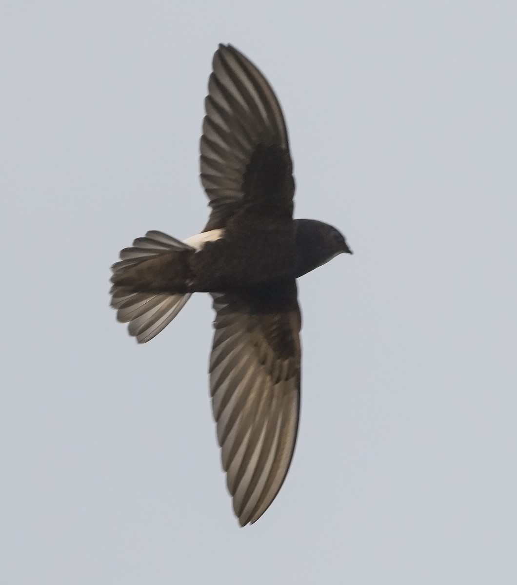 Little Swift - ML483215521