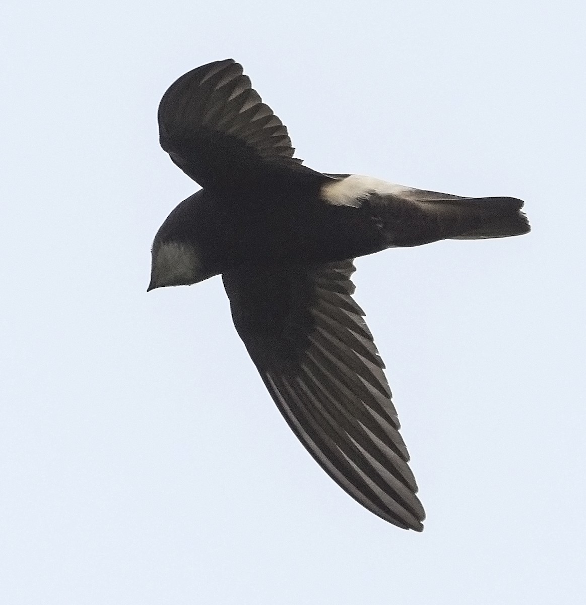 Little Swift - jaysukh parekh Suman