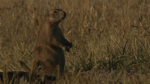 Arizona black-tailed prairie dog - ML483217