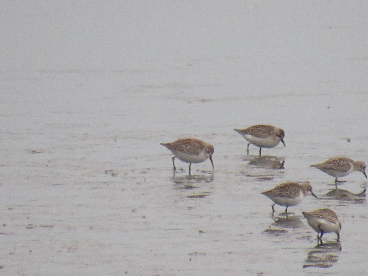 Western Sandpiper - John Coyle