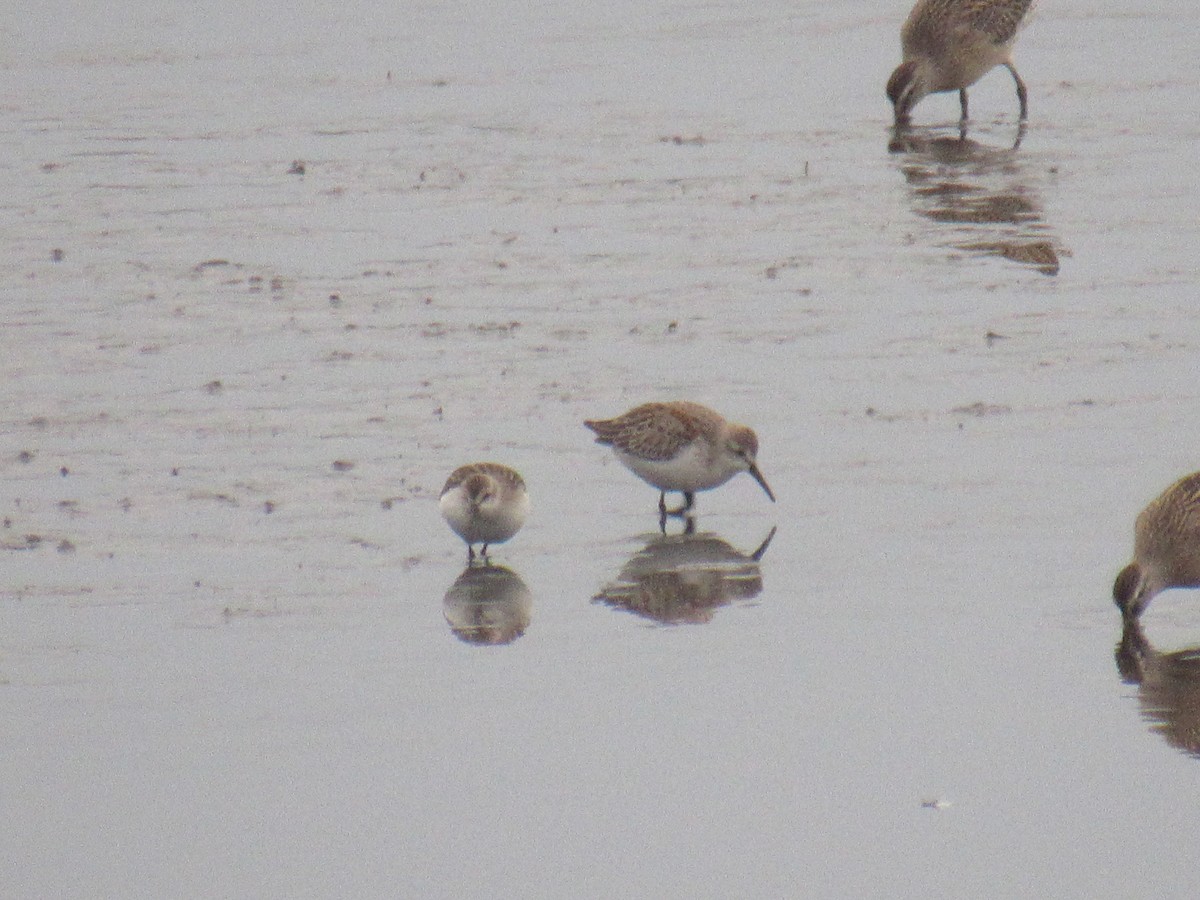 Western Sandpiper - John Coyle