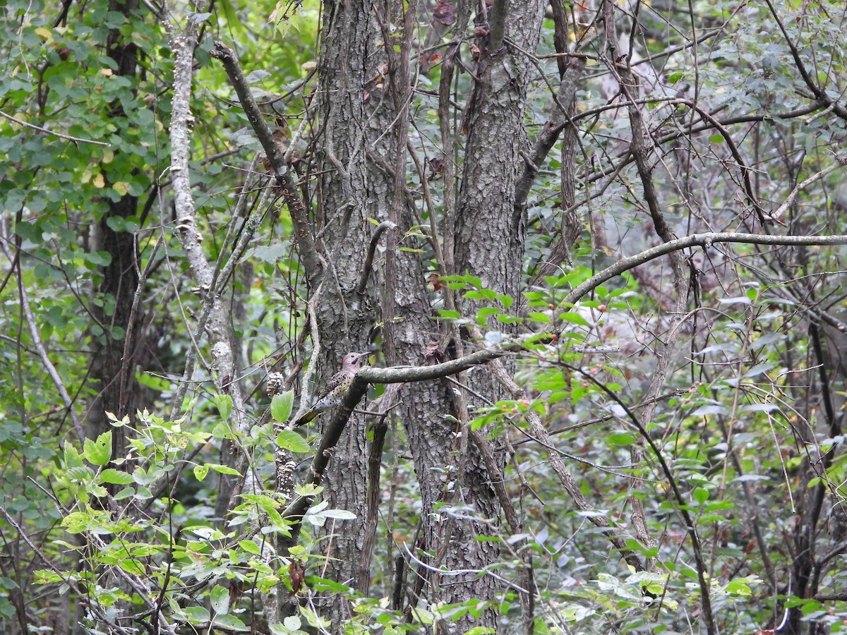 Northern Flicker - ML483218461