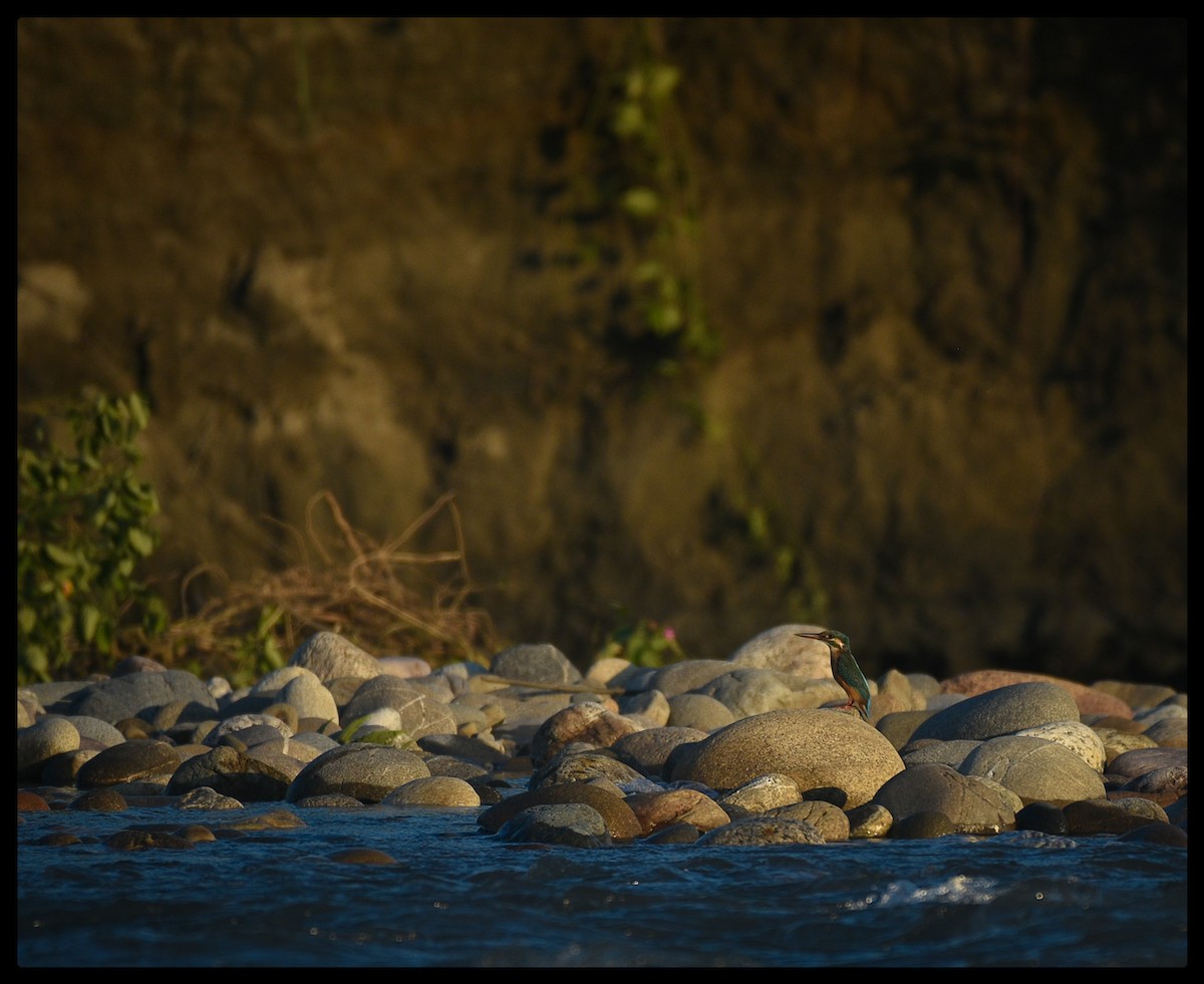 Common Kingfisher - ML483218881