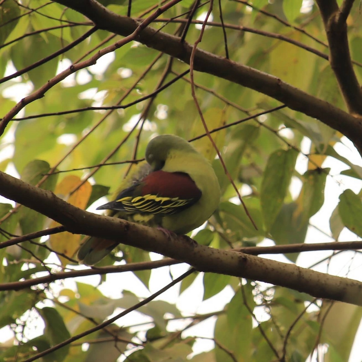 Gray-fronted Green-Pigeon - ML483219181