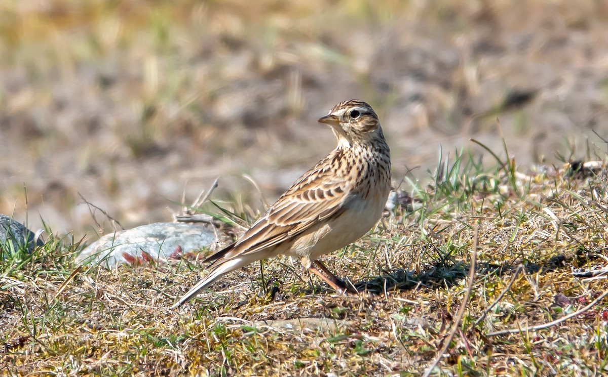 Eurasian Skylark - Philip Francis Thomsen