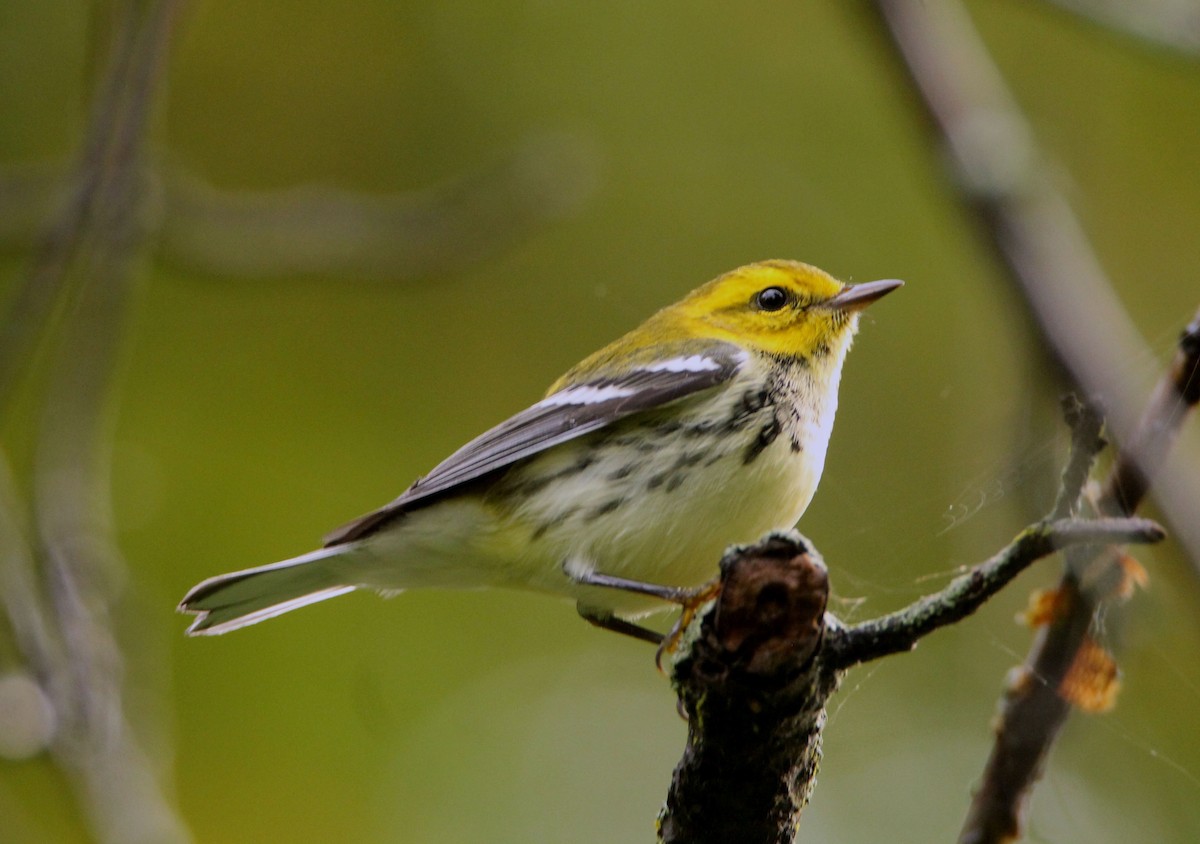 Black-throated Green Warbler - ML483223911