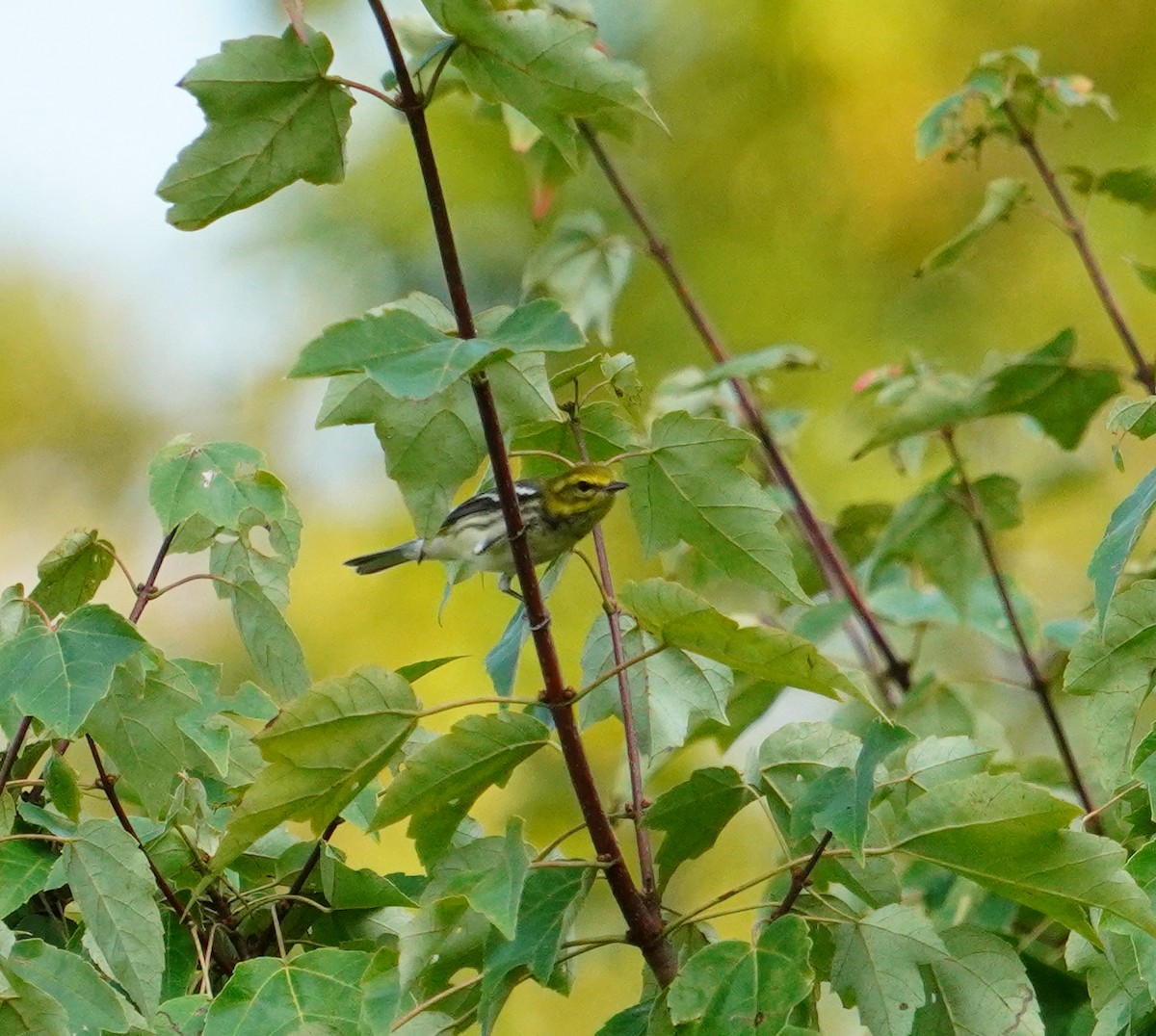 Black-throated Green Warbler - ML483224261