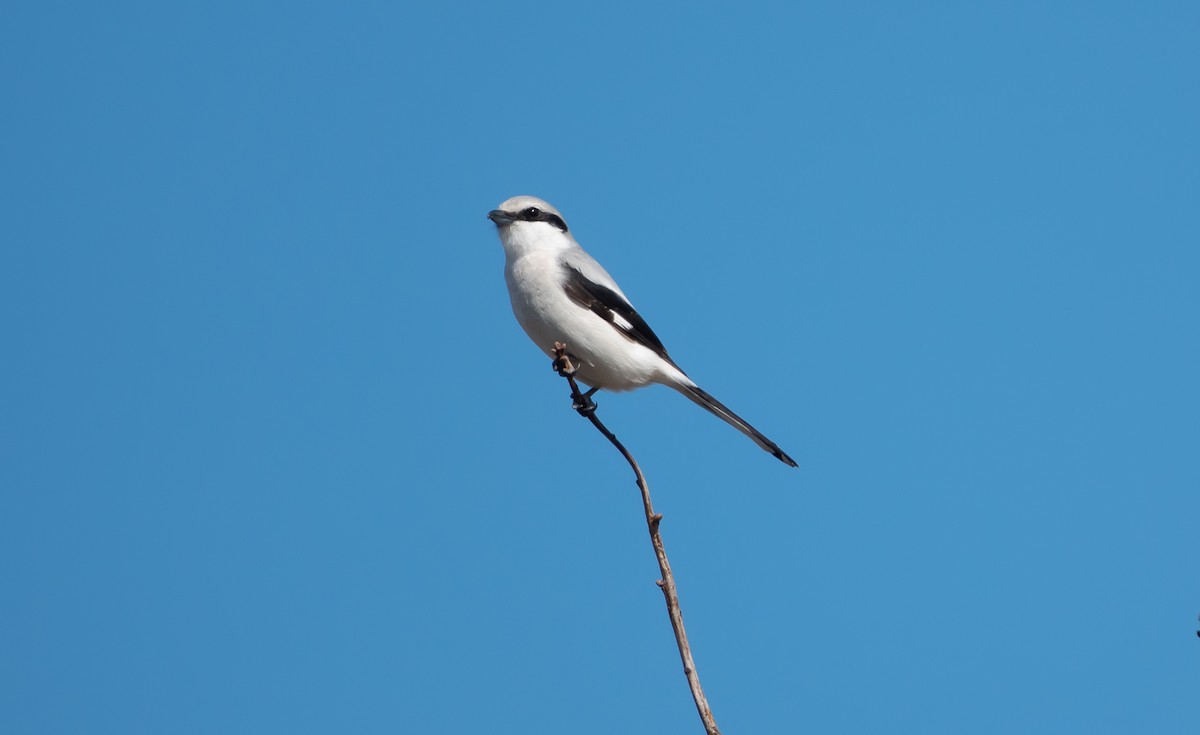 Great Gray Shrike - Philip Francis Thomsen