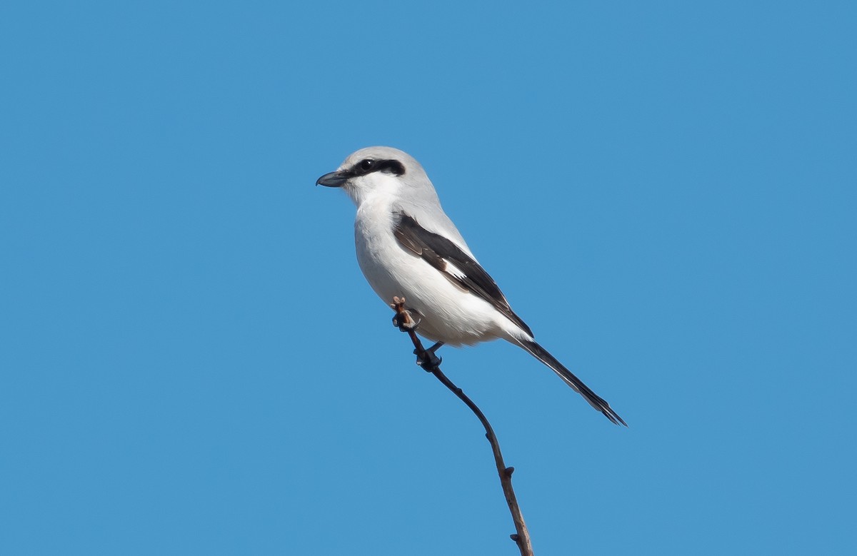 Great Gray Shrike - Philip Francis Thomsen