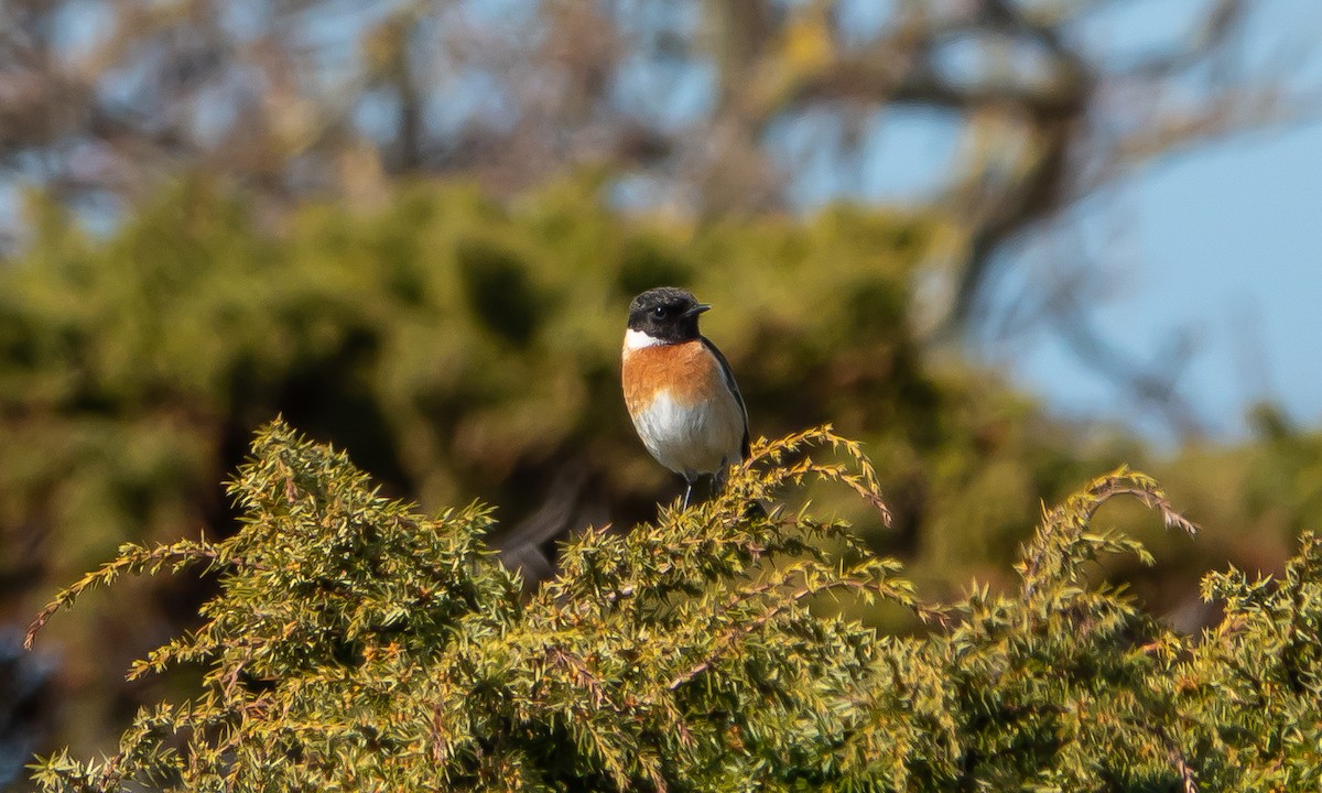 European Stonechat - Philip Francis Thomsen