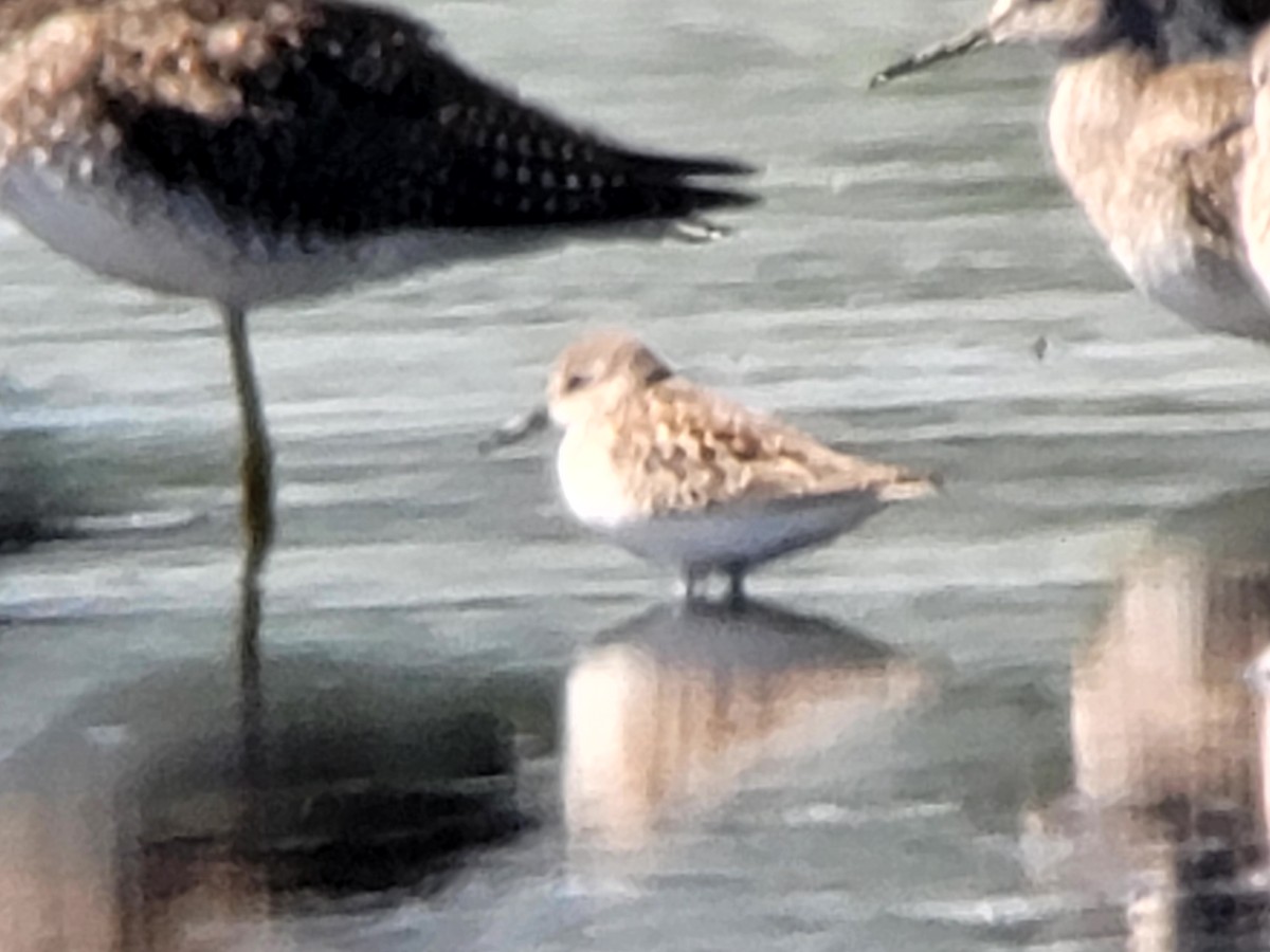 Western Sandpiper - ML483226251