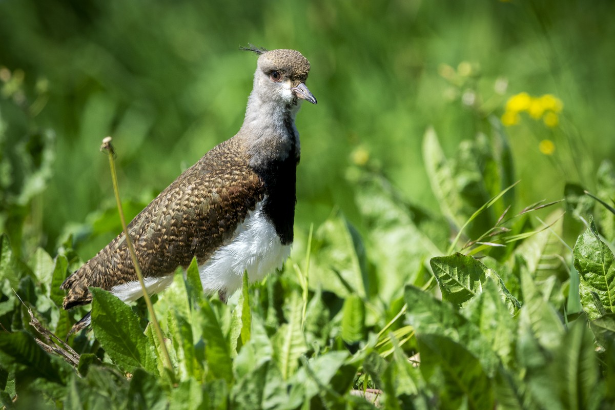 Southern Lapwing - ADRIAN GRILLI