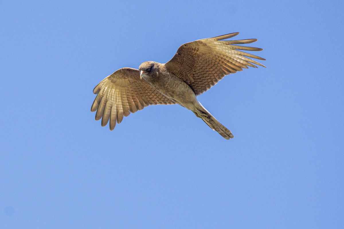 Chimango Caracara - ADRIAN GRILLI