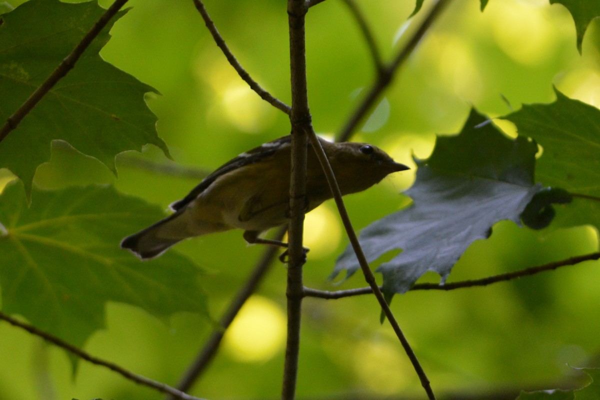 Bay-breasted Warbler - Adam Capparelli