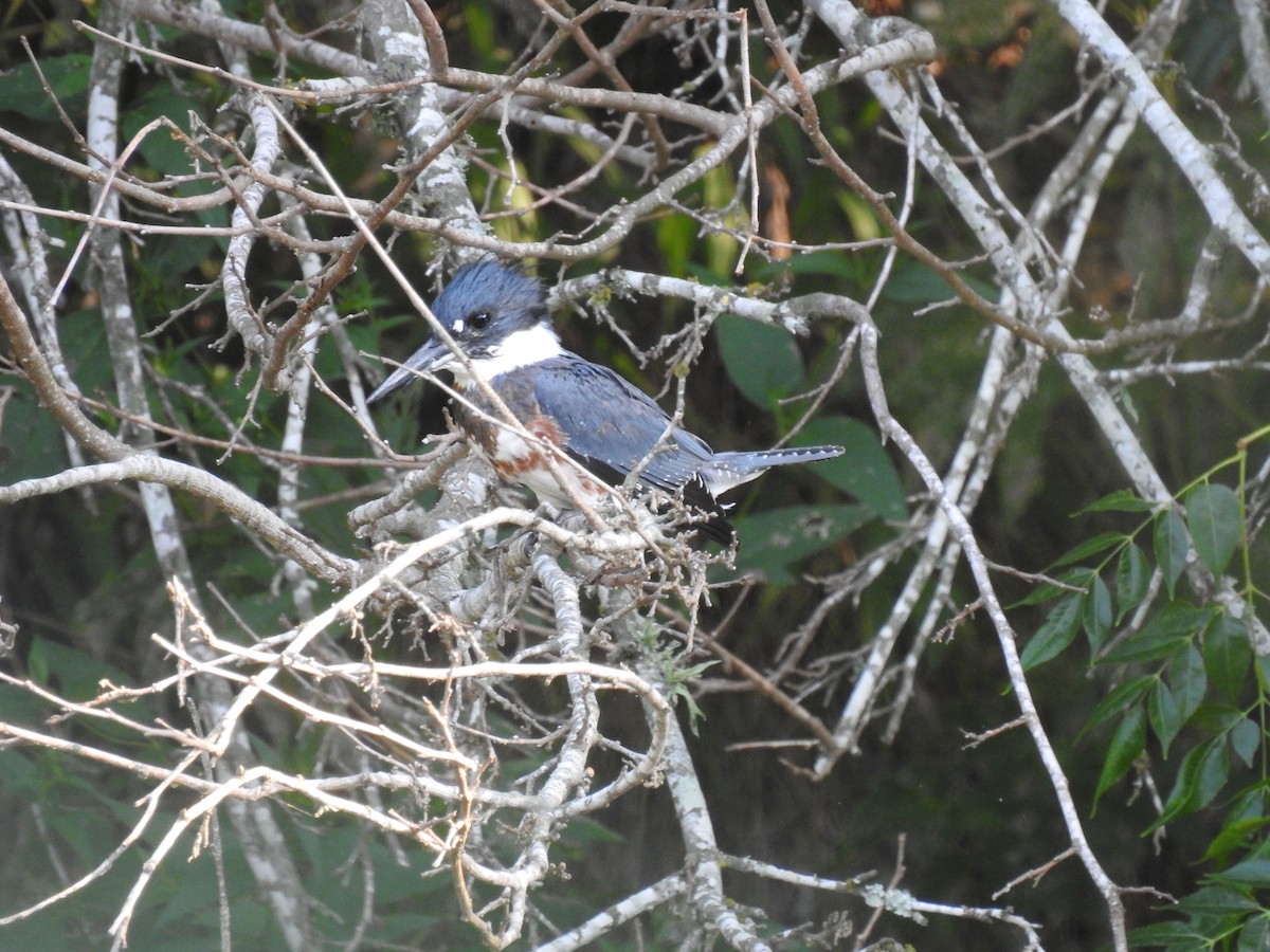 Belted Kingfisher - ML483229431