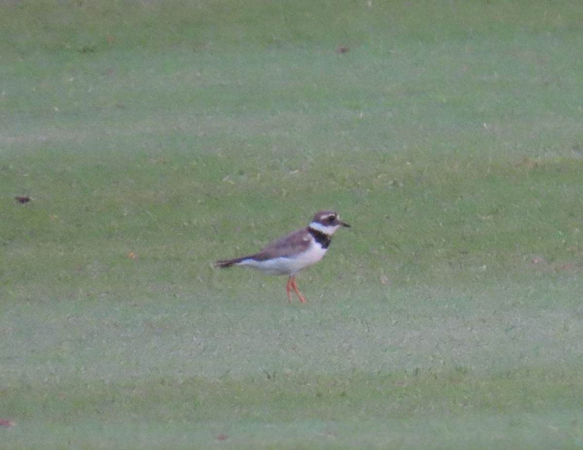 Common Ringed Plover - ML483230001