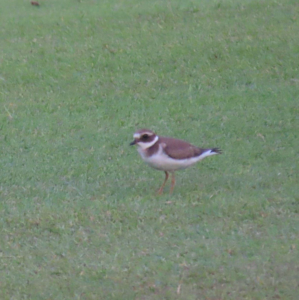 Common Ringed Plover - ML483230011