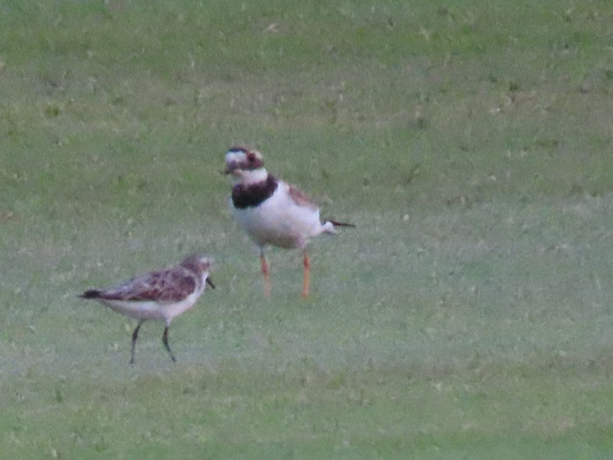 Common Ringed Plover - ML483230021