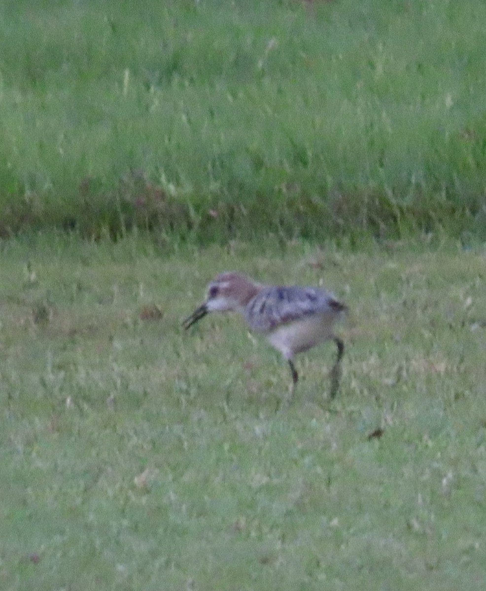 Little Stint - ML483230871