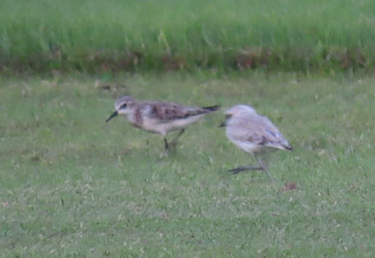 Little Stint - ML483230881