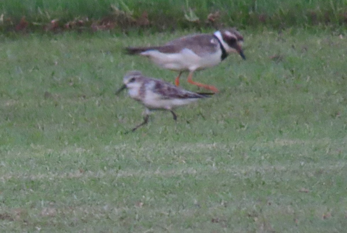 Little Stint - Ute Langner