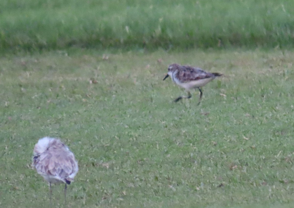 Little Stint - ML483230911