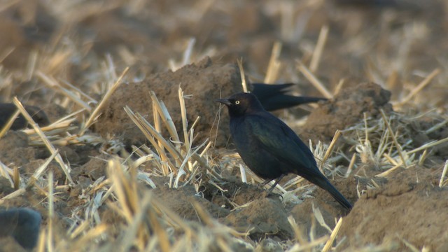 Brewer's Blackbird - ML483231